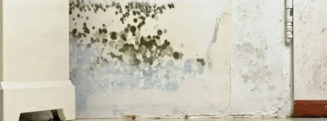 Damp and Mould on Plasterboard Walls:  What Sydney Homeowners Can Do (and When to Replace)