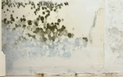 Damp and Mould on Plasterboard Walls:  What Sydney Homeowners Can Do (and When to Replace)